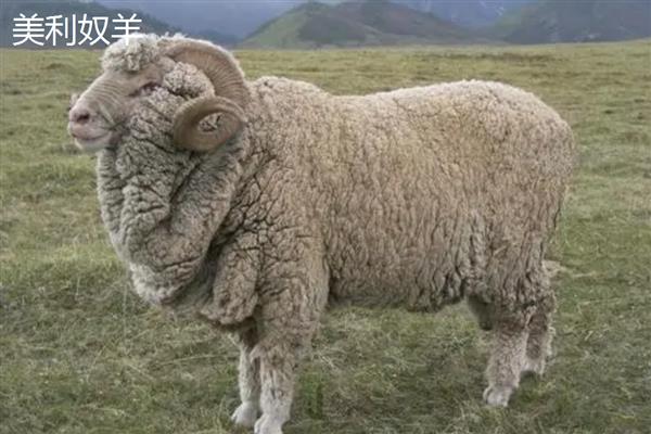 驱赶羊的方法，牵引领头羊即可