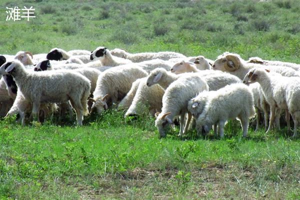 驱赶羊的方法，牵引领头羊即可
