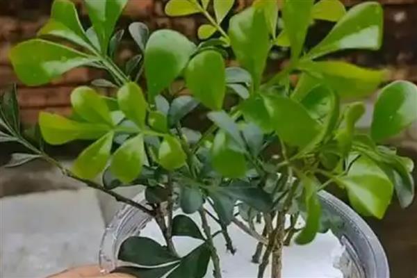 米兰花的繁殖方法,可以采用扦插的方法繁殖