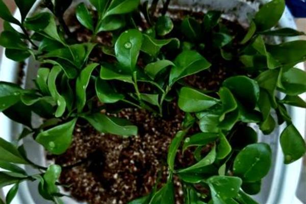 米兰花的繁殖方法,可以采用扦插的方法繁殖