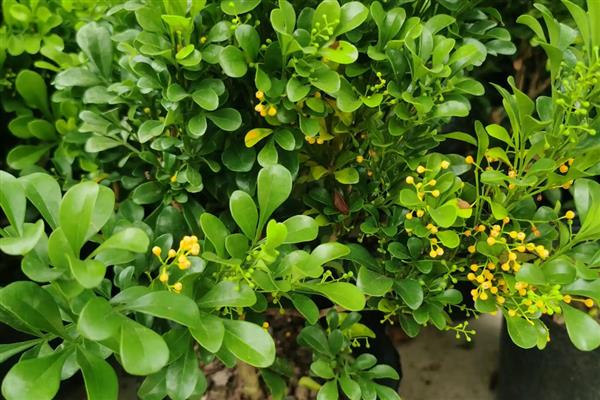 米兰花的繁殖方法,可以采用扦插的方法繁殖