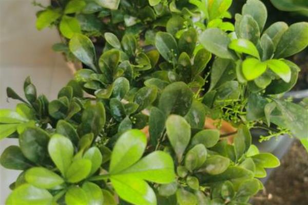 米兰花的繁殖方法,可以采用扦插的方法繁殖