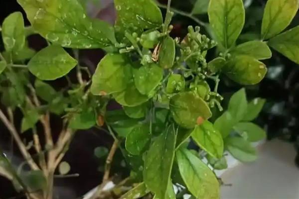 米兰花的繁殖方法,可以采用扦插的方法繁殖