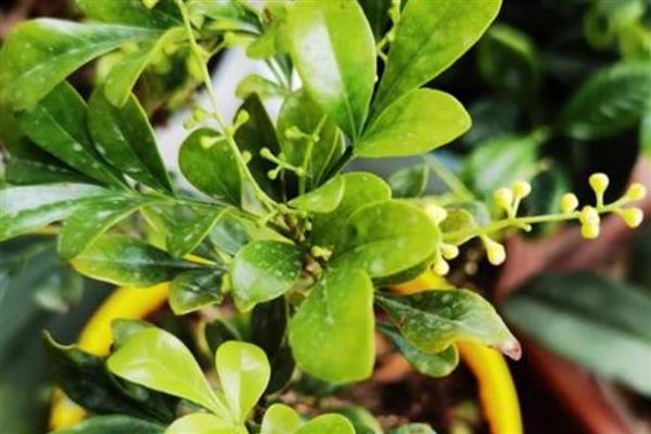 米兰花的繁殖方法,可以采用扦插的方法繁殖