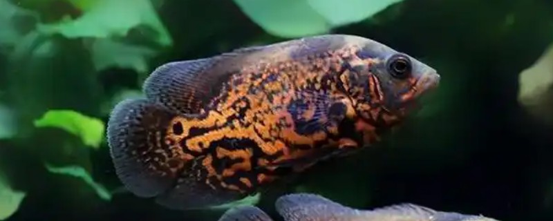 地图鱼好养活吗，是比较好养的