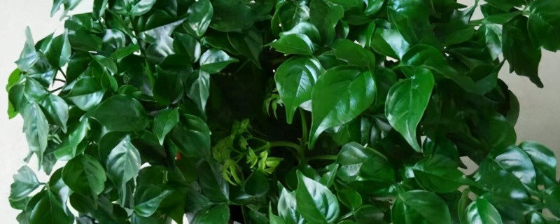 怎么养幸福树，要在营养土中进行栽培