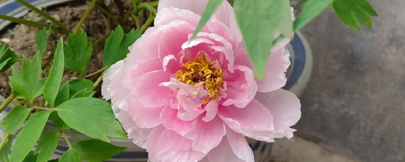 盆栽芙蓉牡丹的养殖方式，要确保温暖的环境