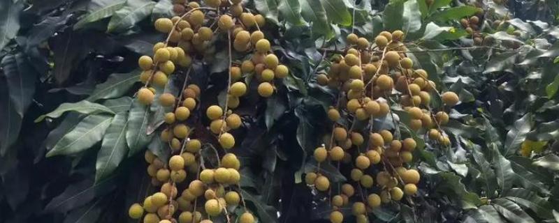 龙眼树的修剪方法，休眠期后可对其进行截枝修剪