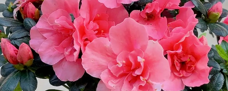 家养杜鹃花萎蔫怎么处理,需要减少光照