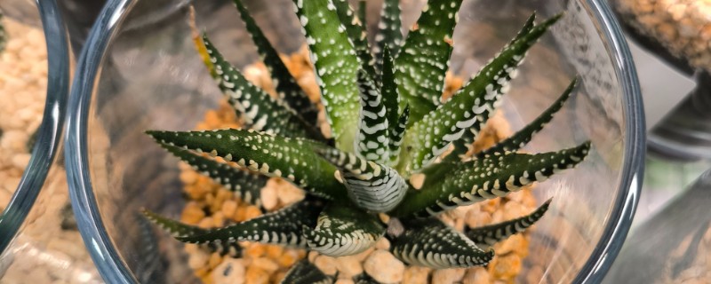 芦荟太高了怎么截断，从根部往上20公分的位置截断