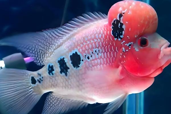 罗汉鱼肠炎会不会自愈，病因是水质不洁或水质突变可以恢复