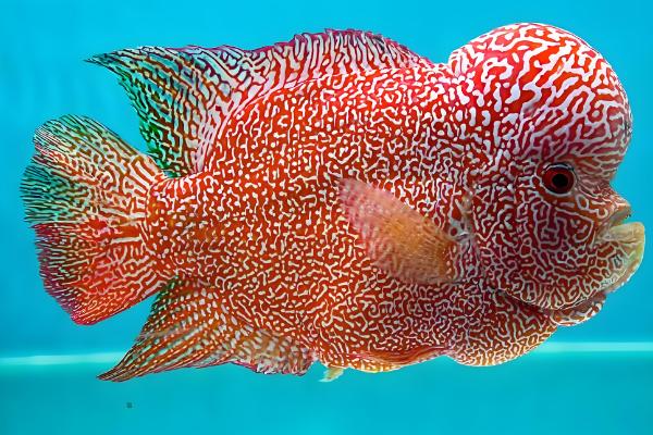 罗汉鱼肠炎会不会自愈，病因是水质不洁或水质突变可以恢复