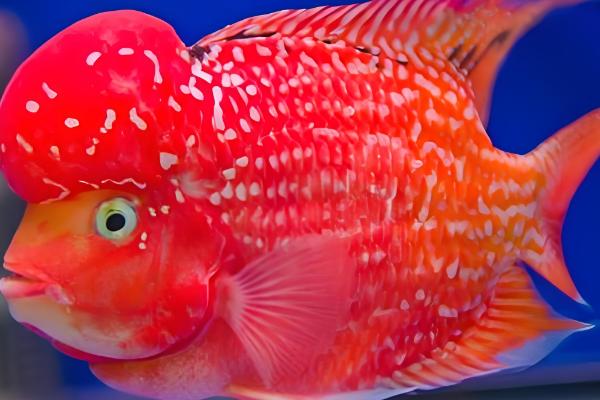 罗汉鱼肠炎会不会自愈，病因是水质不洁或水质突变可以恢复