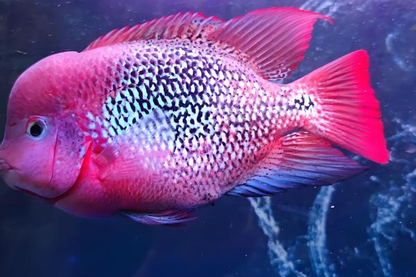 罗汉鱼肠炎会不会自愈，病因是水质不洁或水质突变可以恢复