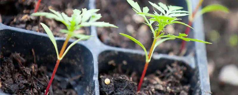 九月菊什么时候扦插，适合在每年的春夏季节进行