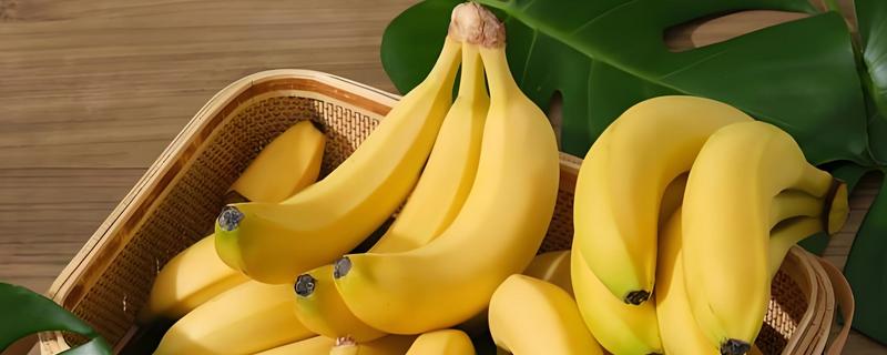 一年四季都开花结果的树,有香蕉、芒果树等