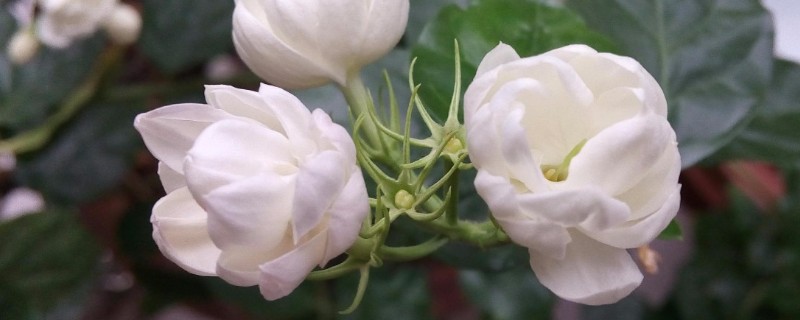 不耐寒的花卉品种,常见的有茉莉、蓝雪花等