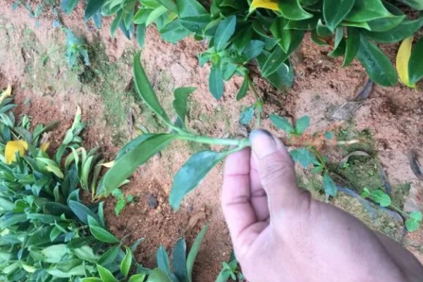 非洲茉莉扦插方法，剪除多余的叶片可提高成活率