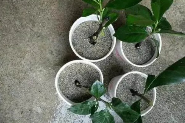 非洲茉莉扦插方法，剪除多余的叶片可提高成活率