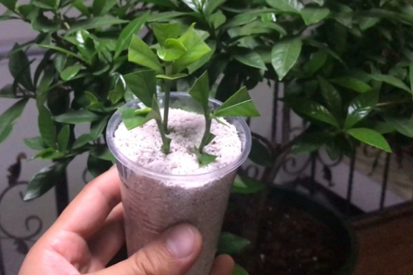 非洲茉莉扦插方法，剪除多余的叶片可提高成活率