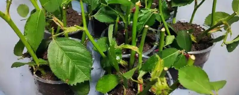 蔷薇秋季的扦插方法，扦插完要为其浇灌一次水分