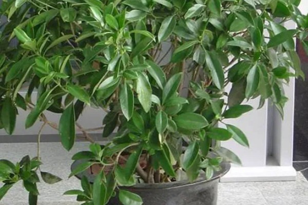 非洲茉莉扦插方法，剪除多余的叶片可提高成活率