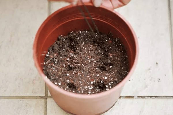 非洲茉莉扦插方法，剪除多余的叶片可提高成活率