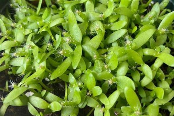 火龙果的栽培种植技术,可以选择在春季进行扦插