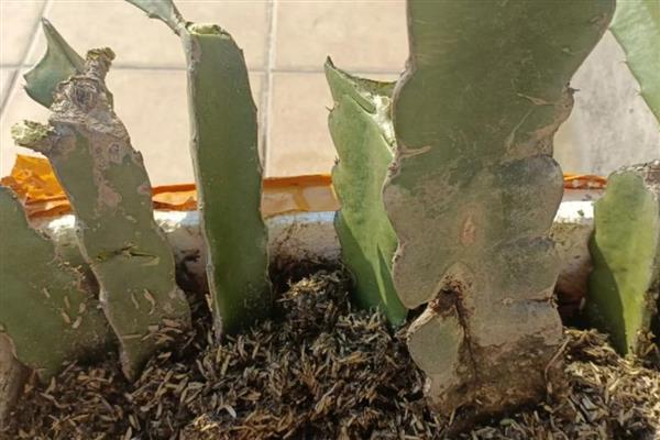 火龙果的栽培种植技术,可以选择在春季进行扦插