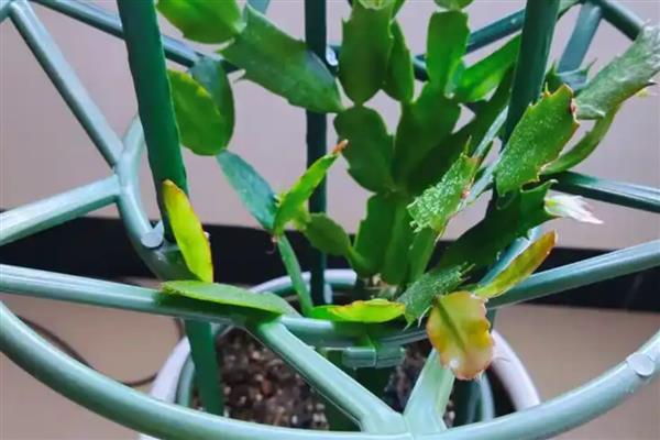 火龙果的栽培种植技术,可以选择在春季进行扦插