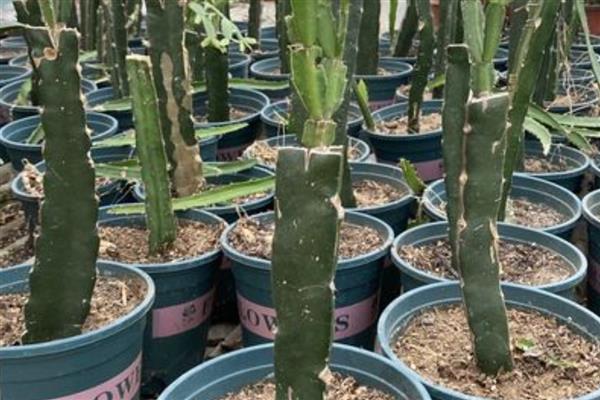 火龙果的栽培种植技术,可以选择在春季进行扦插