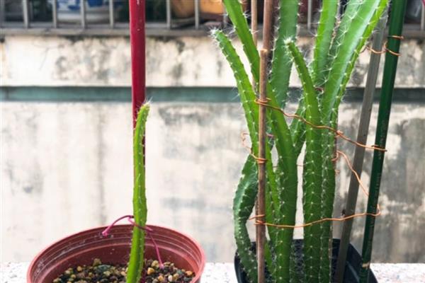 火龙果的栽培种植技术,可以选择在春季进行扦插