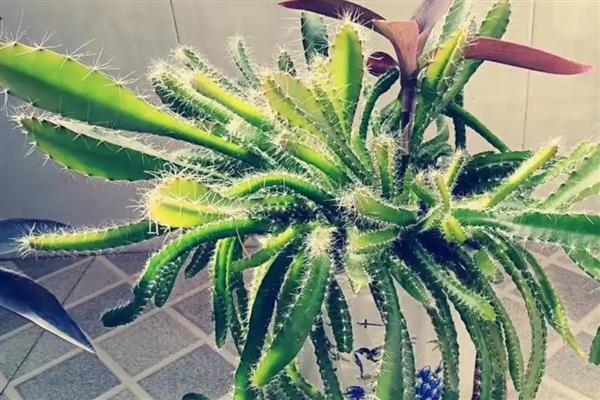 火龙果的栽培种植技术,可以选择在春季进行扦插