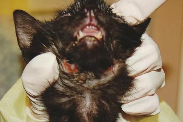 猫杯状病毒的简介，发病率高但死亡率低