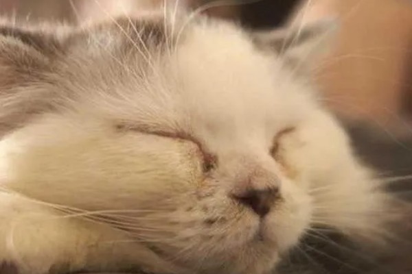 猫杯状病毒的简介，发病率高但死亡率低