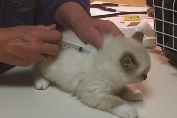 猫杯状病毒的简介，发病率高但死亡率低