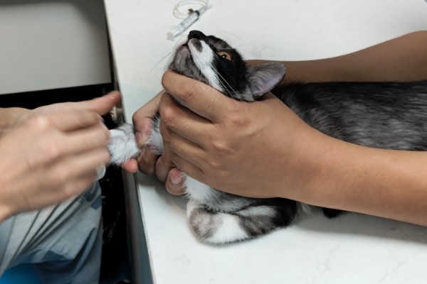 猫杯状病毒的简介，发病率高但死亡率低