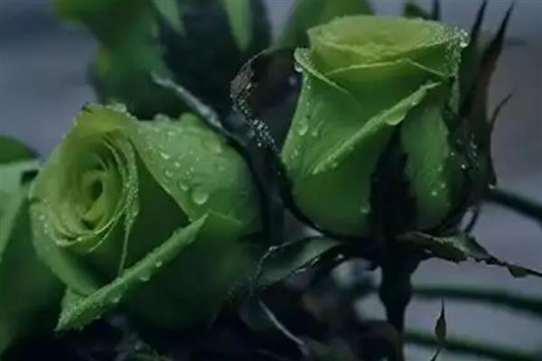 怎么养绿玫瑰，生长期间确保充足的光照