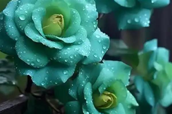 怎么养绿玫瑰，生长期间确保充足的光照