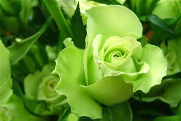 怎么养绿玫瑰，生长期间确保充足的光照