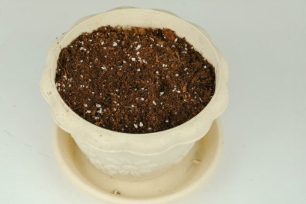 非洲茉莉扦插方法，剪除多余的叶片可提高成活率