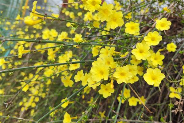 迎春花的花瓣形状，呈长圆形或椭圆形
