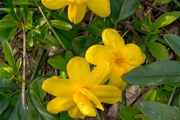 迎春花的花瓣形状，呈长圆形或椭圆形