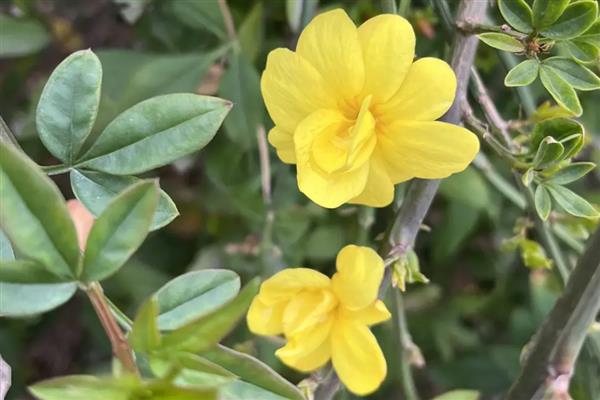 迎春花的花瓣形状，呈长圆形或椭圆形