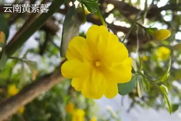 迎春花的花瓣形状，呈长圆形或椭圆形