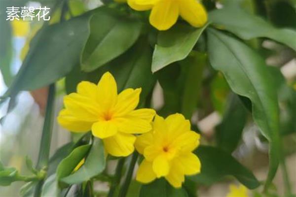 迎春花的花瓣形状，呈长圆形或椭圆形