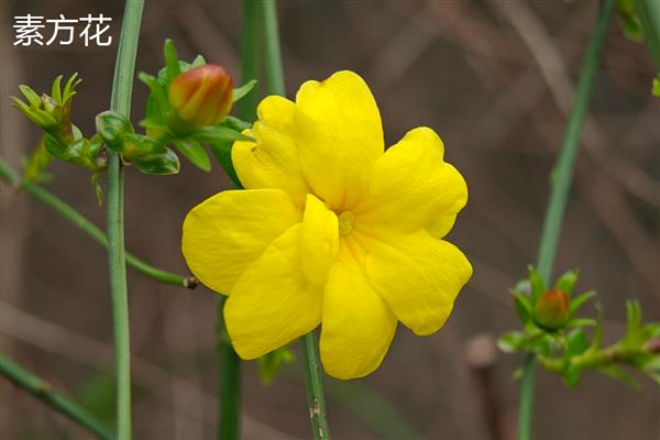 迎春花的花瓣形状，呈长圆形或椭圆形