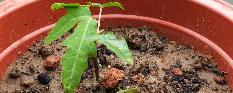 木瓜树的种植方法，采用撒播的方法进行播种