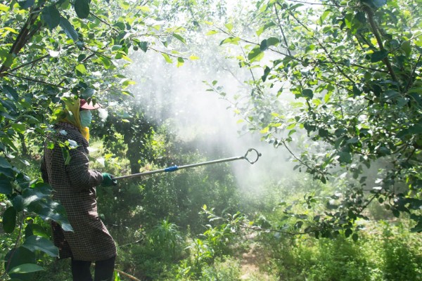 哪些药物可以防治蚜虫，氟啶虫酰胺、溴氰虫酰胺等药物的防效较好