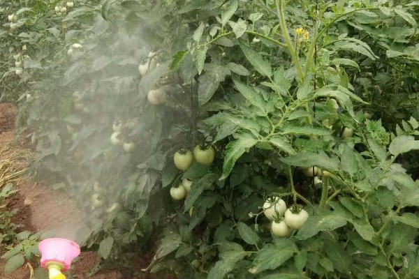 哪些药物可以防治蚜虫，氟啶虫酰胺、溴氰虫酰胺等药物的防效较好